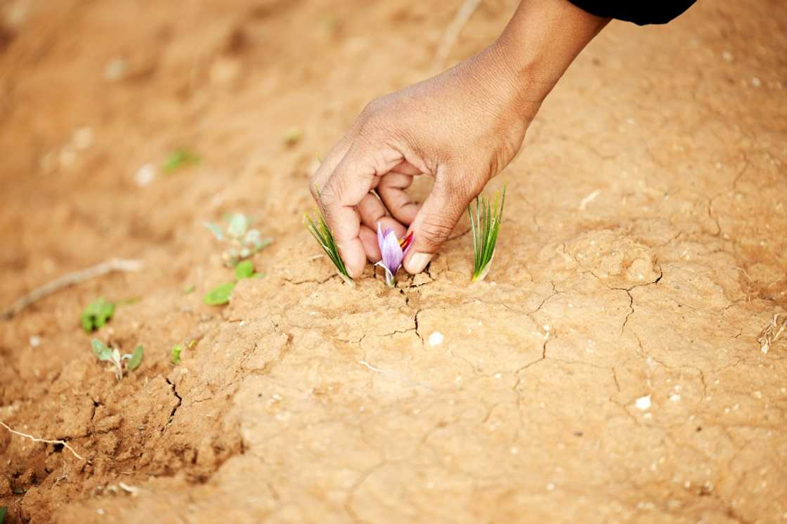 Saffron is well suited to the dry and hot conditions of parts of South Africa
