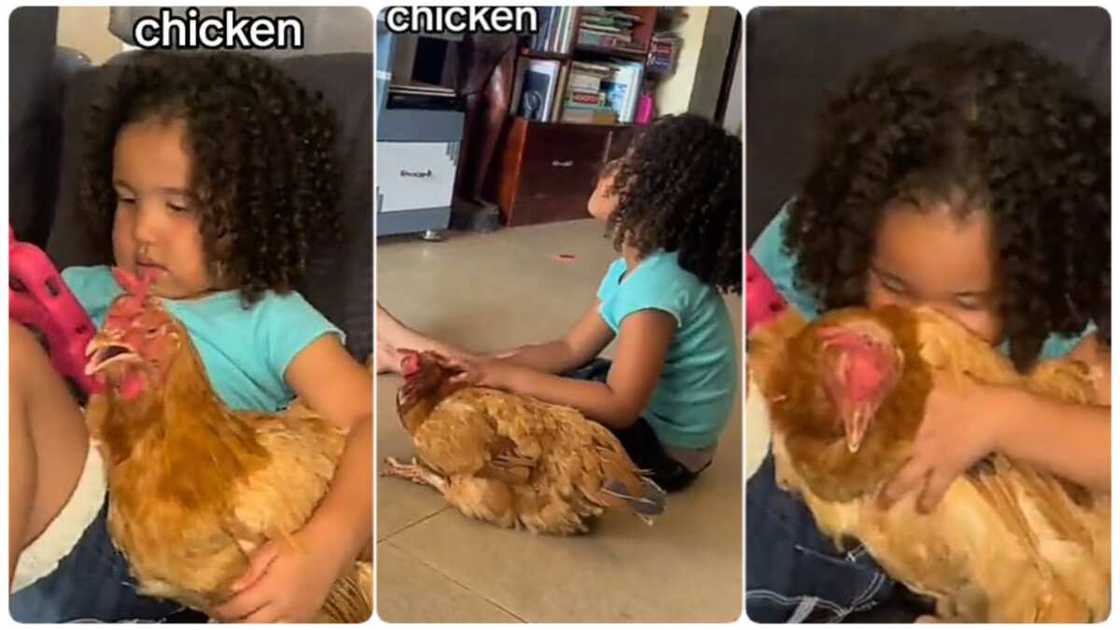 Photo of little girl and chicken Photo of little girl and chicken