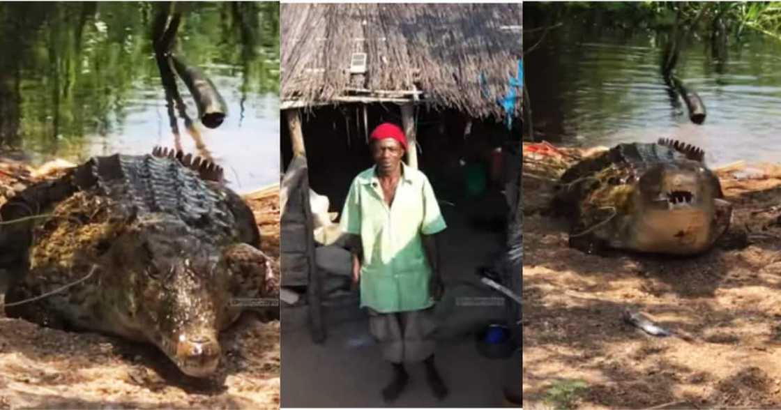 Elderly Tanzanian Man Living with Crocodile Named Ajabu Says It's Not Witchcraft Elderly Tanzanian Man Living with Crocodile Named Ajabu Says It's Not Witchcraft