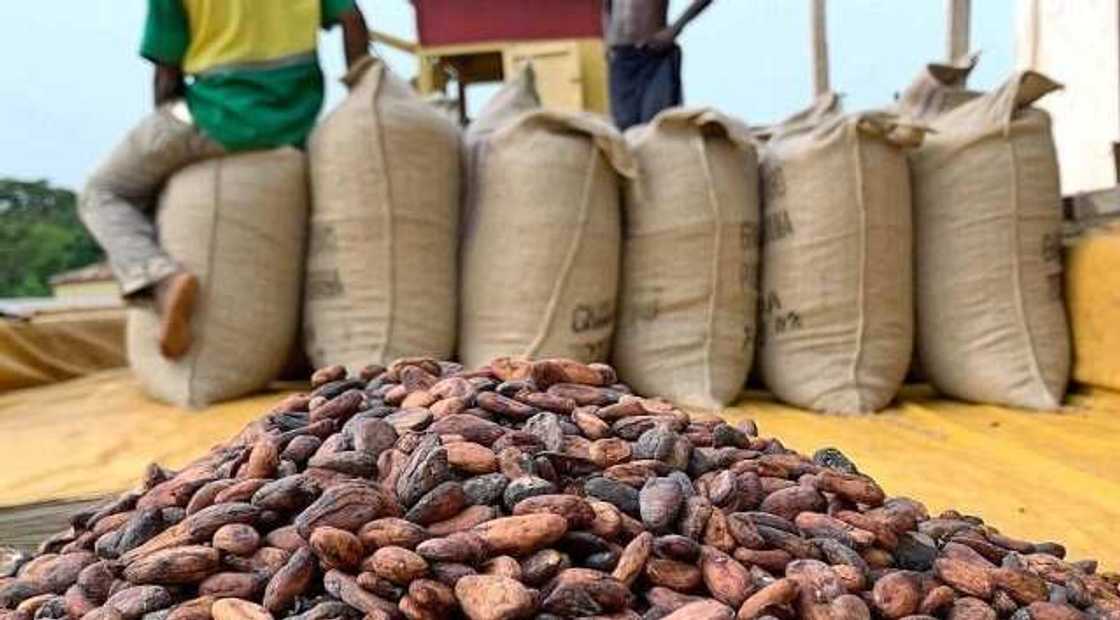 China starting to grow cocoa is a cause for concern - COCOBOD