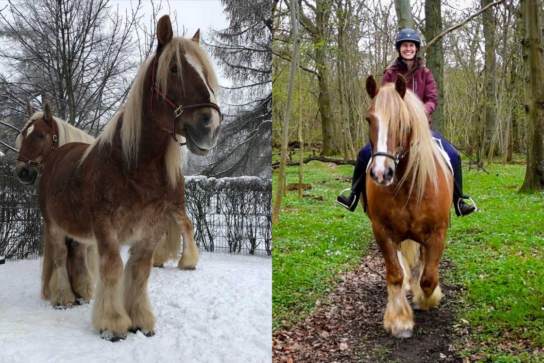 tallest horse in the world tallest horse in the world