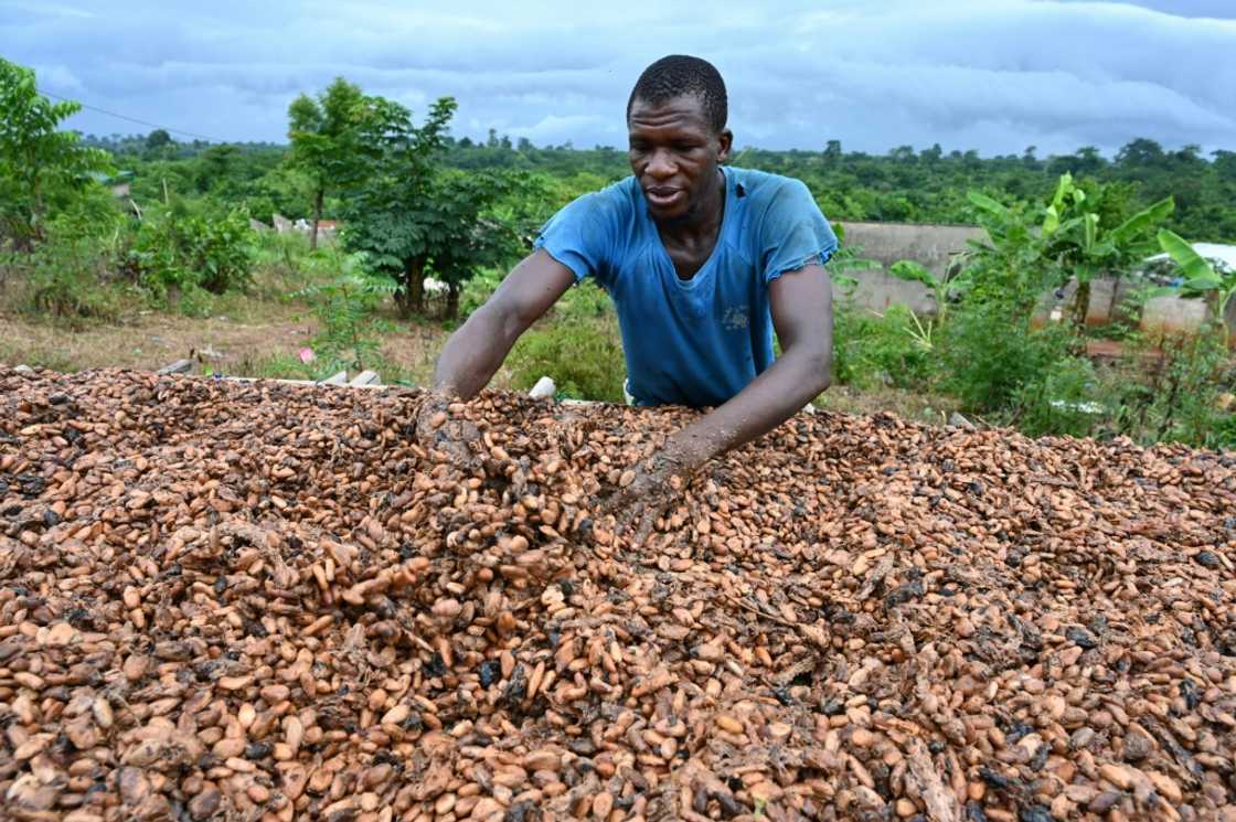 A cocoa farmer dries cocoa beans in Satikran in eastern Ivory Coast. The country is the world's biggest cocoa producer A cocoa farmer dries cocoa beans in Satikran in eastern Ivory Coast. The country is the world's biggest cocoa producer
