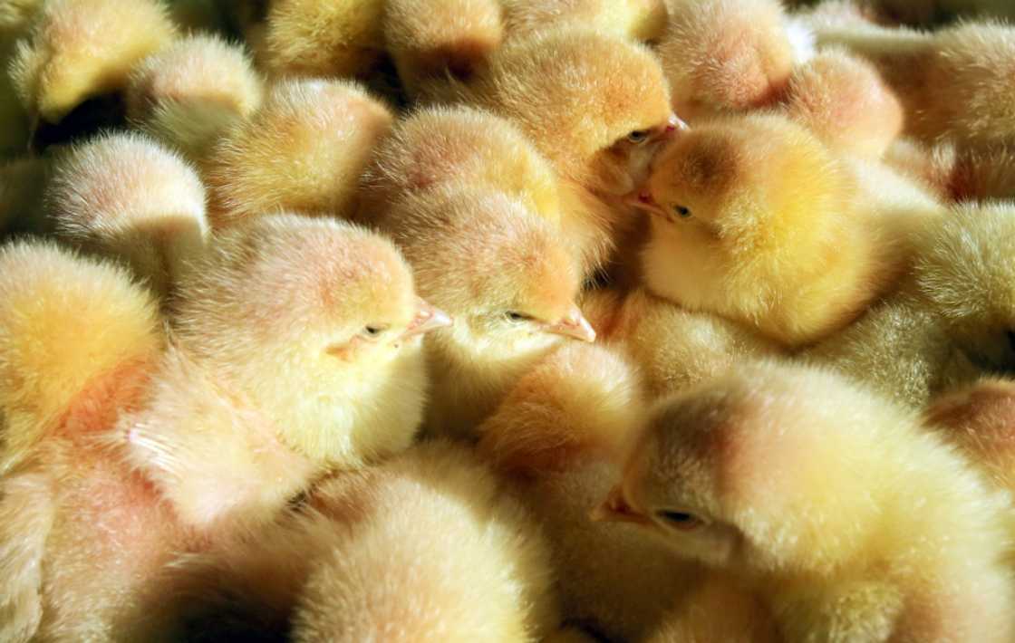 Last June, 18 European NGOs formed a coalition demanding the end of chick and duck culling Last June, 18 European NGOs formed a coalition demanding the end of chick and duck culling