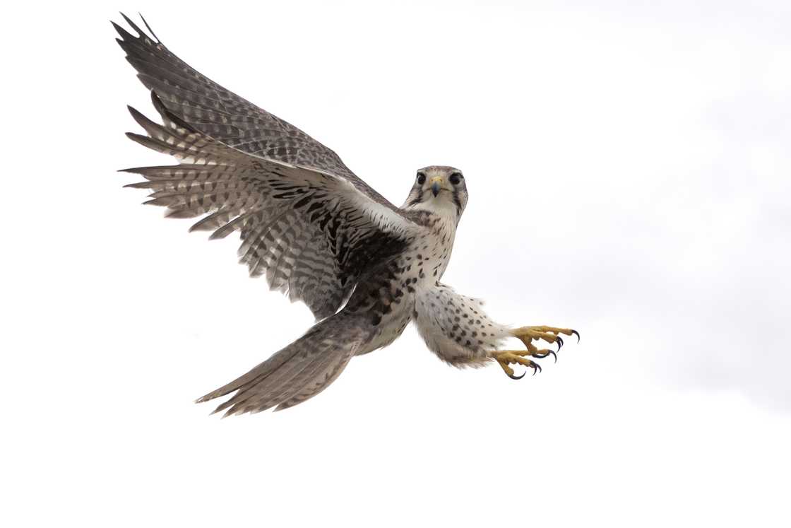 A peregrine falcon with its talons showing mid-flight. A peregrine falcon with its talons showing mid-flight.
