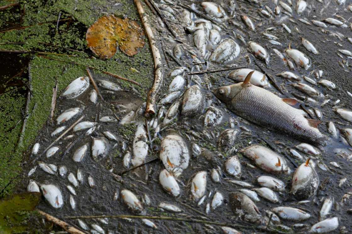Dead fish are seen along the banks of the Oder River in Schwedt, Germany on August 12, 2022, after a massive fish kill was discovered in the river in the country's east Dead fish are seen along the banks of the Oder River in Schwedt, Germany on August 12, 2022, after a massive fish kill was discovered in the river in the country's east