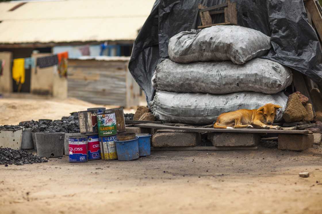 Dog, Ghana, Pet, Sold Dagaati, Frafraha