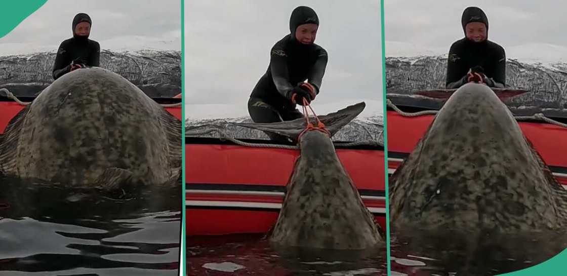 Fisherman catches halibut fish in Norway.