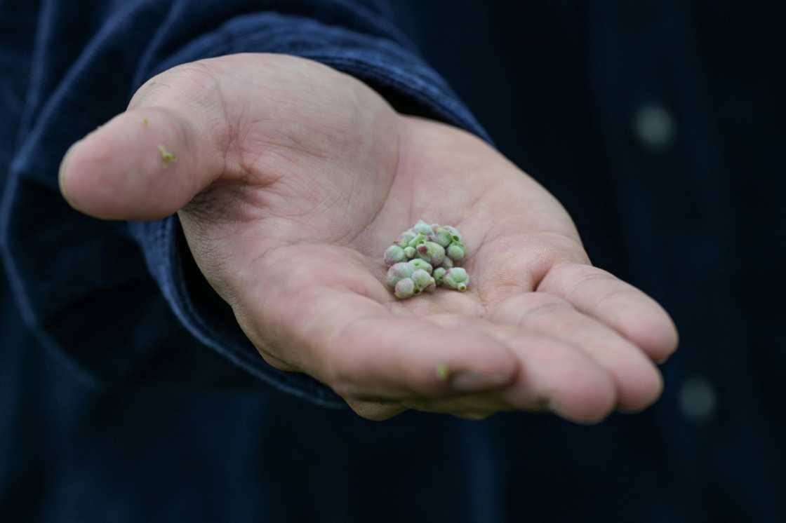Haraguchi regards the destruction seen by the Fukushima region not as a blight, but an opportunity Haraguchi regards the destruction seen by the Fukushima region not as a blight, but an opportunity