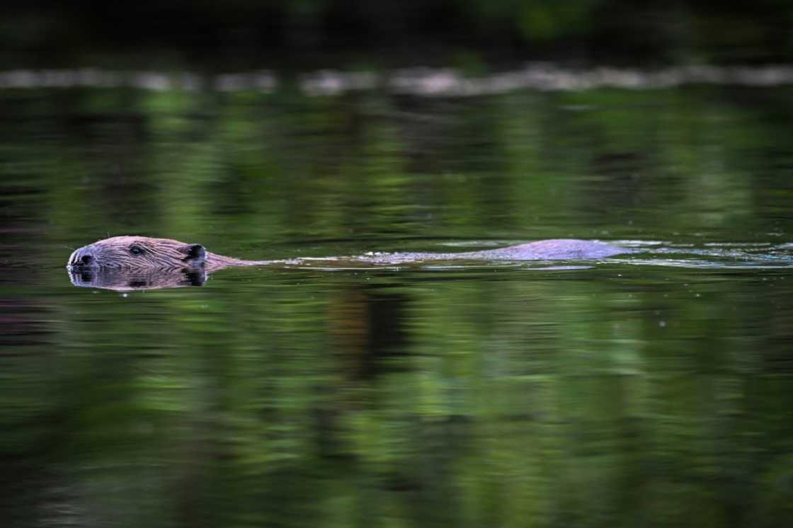 The UK's environment department said Eurasian beaver releases would be carefully managed. File picture The UK's environment department said Eurasian beaver releases would be carefully managed. File picture