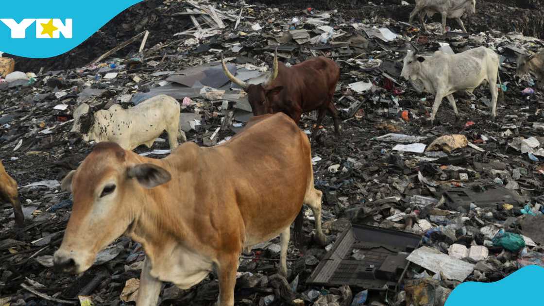 Cattle Invasion, One Health, Zoonoses, Livestock, Veterinary services, Ghana Eid