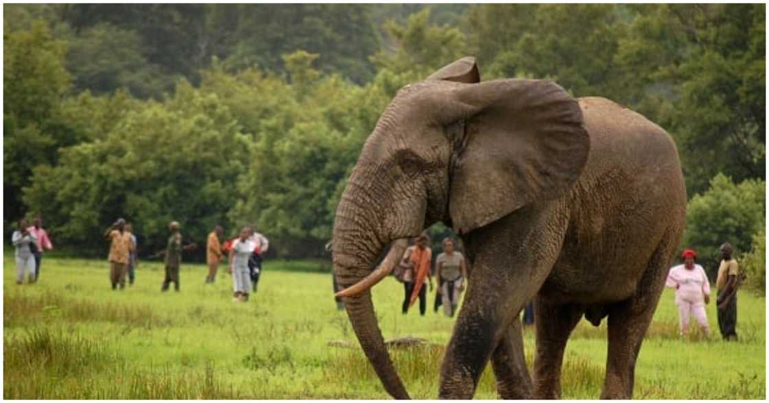 Mole National Park Mole National Park