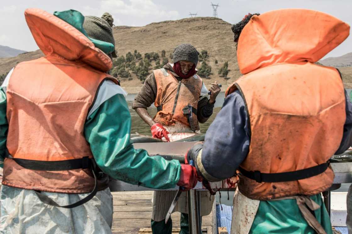 After a difficult start, the fish farm now produces around 800 tonnes of trout annually, mainly for export to neighbouring South Africa