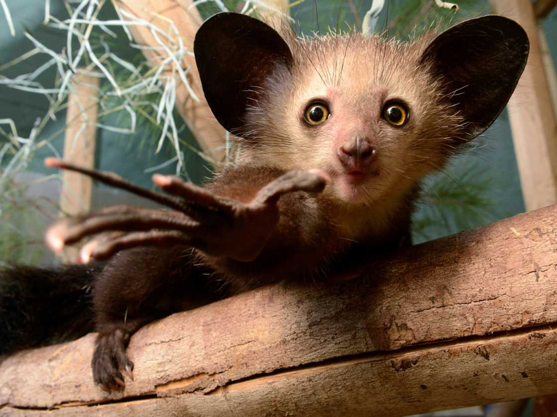 The aye-aye has been filmed picking its nose with its extra-long middle finger The aye-aye has been filmed picking its nose with its extra-long middle finger
