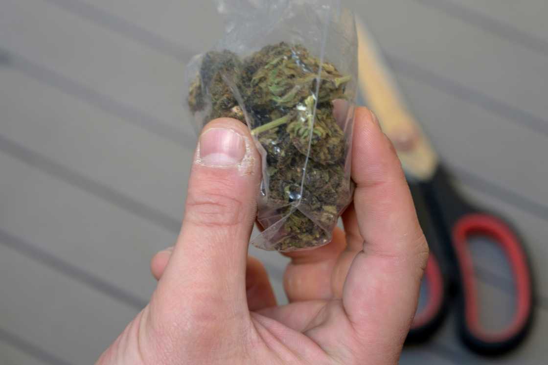A person holds a bag with illegally purchased marijuana in Montevideo A person holds a bag with illegally purchased marijuana in Montevideo