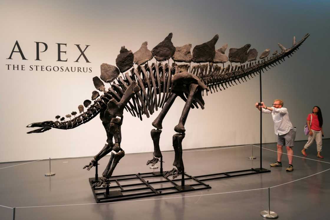 The skeleton, nicknamed Apex, is estimated to be 150 million years old and is the largest stegosaurus ever found, according to the auction house The skeleton, nicknamed Apex, is estimated to be 150 million years old and is the largest stegosaurus ever found, according to the auction house