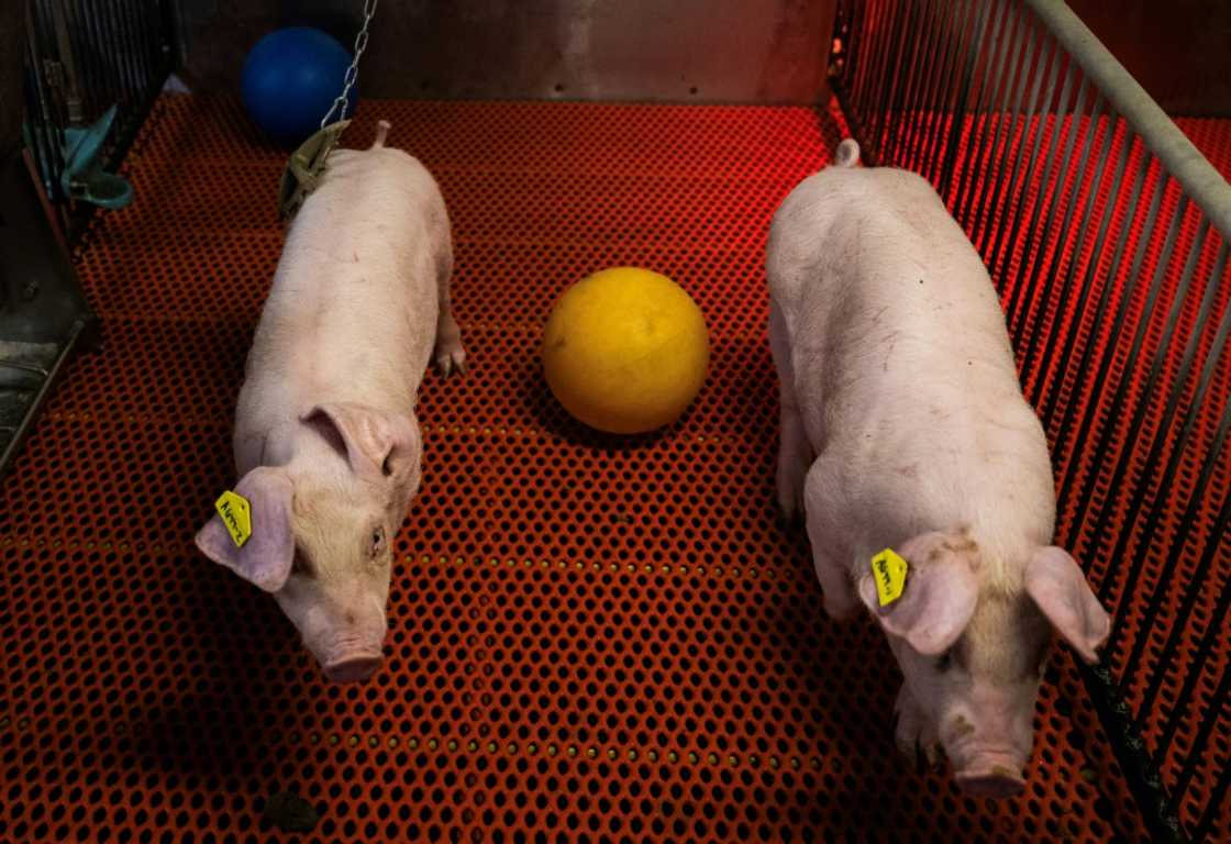 Young genetically altered pigs walk past a ball in their pens at the Revivicor research farm in Blacksburg, Virginia on November 20, 2024 Young genetically altered pigs walk past a ball in their pens at the Revivicor research farm in Blacksburg, Virginia on November 20, 2024