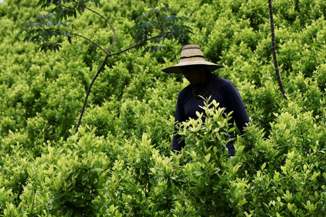 Colombia is the world's top producer of cocaine, a drug derived from the coca leaf Colombia is the world's top producer of cocaine, a drug derived from the coca leaf