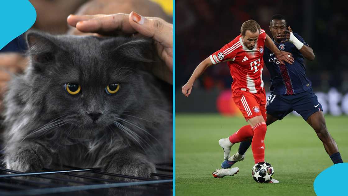 UEFA Champions League, Bayern Munich, Paris Saint-Germain, psychic cat, Nimbus Pronos, football predictions, Bayern vs PSG, Bayern vs PSG semi-final preview, Champions League history, Harry Kane, Ousmane Dembele, William Pacho. UEFA Champions League, Bayern Munich, Paris Saint-Germain, psychic cat, Nimbus Pronos, football predictions, Bayern vs PSG, Bayern vs PSG semi-final preview, Champions League history, Harry Kane, Ousmane Dembele, William Pacho.