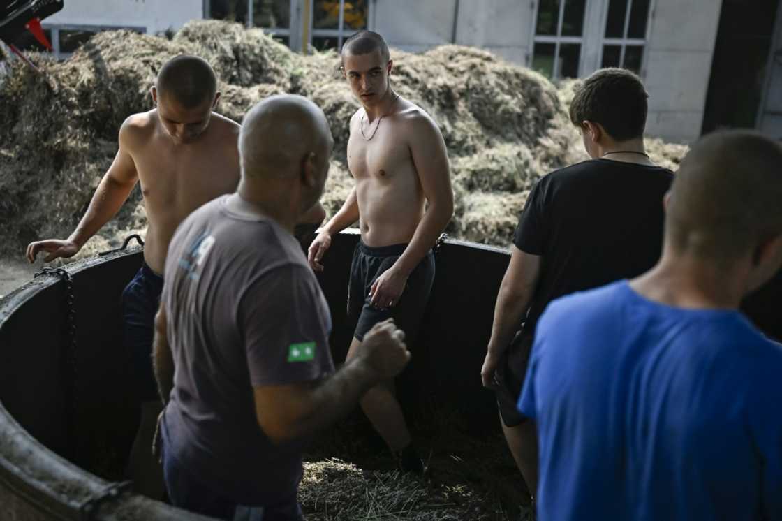 Workers trample lavender flowers before they are distilled Workers trample lavender flowers before they are distilled