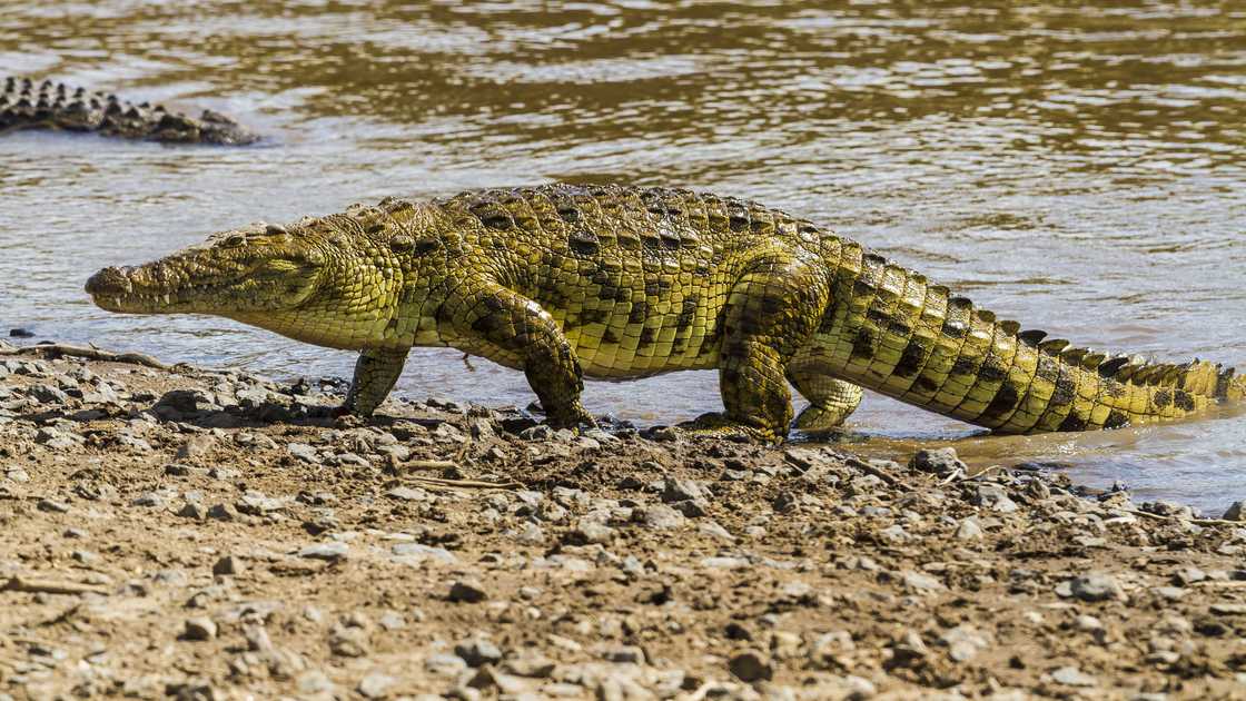 A Nile crocodile emerging from the Mara River. A Nile crocodile emerging from the Mara River.