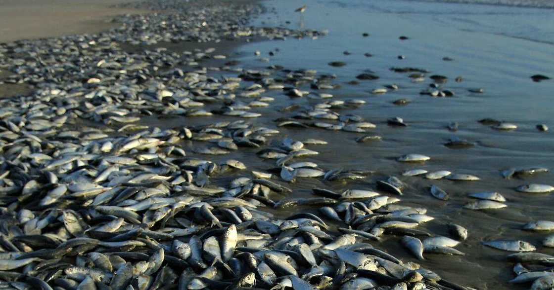 Strange fishes washed ashore at Osu beach, authorities rush in to investigate