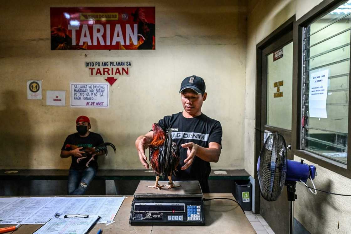 Efforts to ban cockfighting have failed to gain much traction in the Philippines Efforts to ban cockfighting have failed to gain much traction in the Philippines