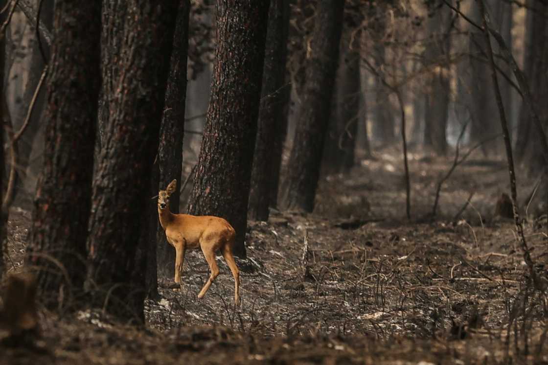 France has been buffeted this summer by a historic drought as well as a series of heatwaves and several forest fires France has been buffeted this summer by a historic drought as well as a series of heatwaves and several forest fires
