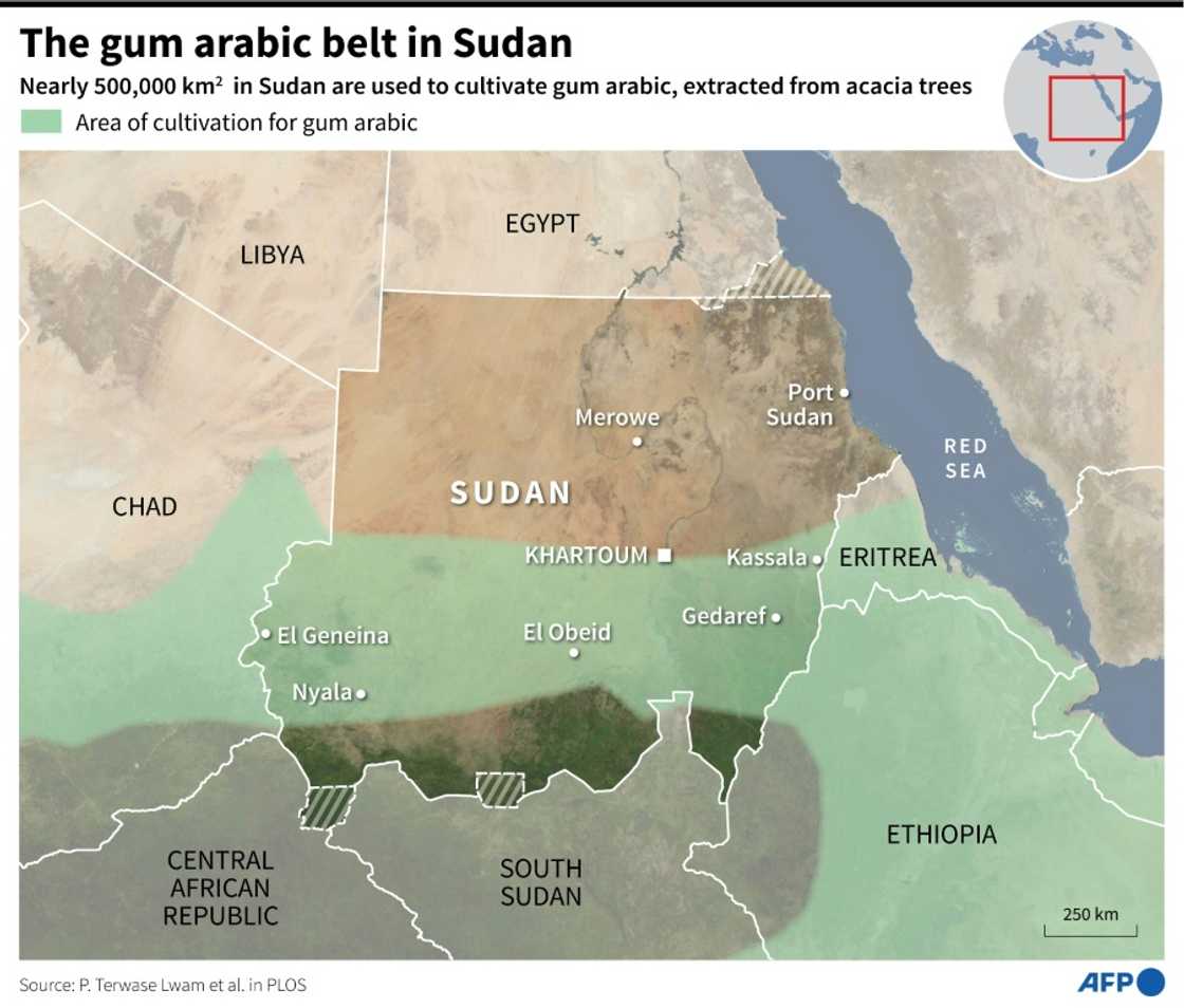 The gum arabic belt in Sudan The gum arabic belt in Sudan