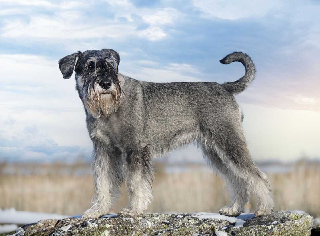 A dark grey and white Standard Schnauzer.