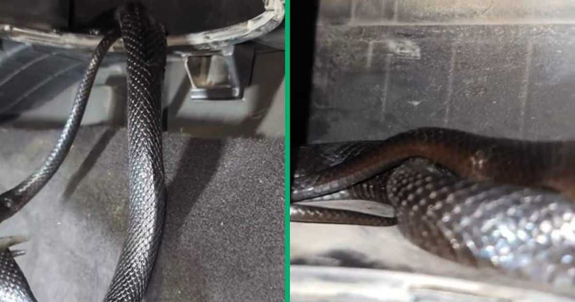 TikTok video of snake settled in car TikTok video of snake settled in car