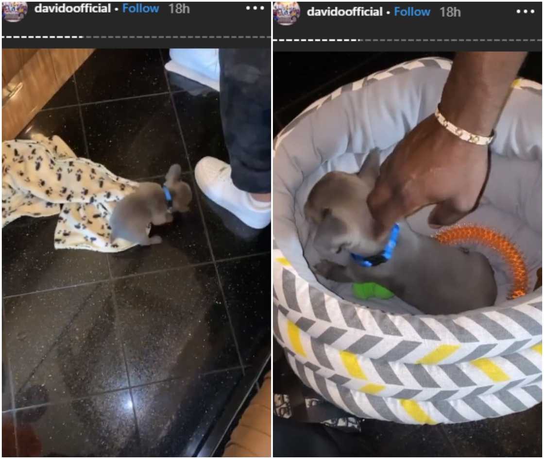 Davido's pet