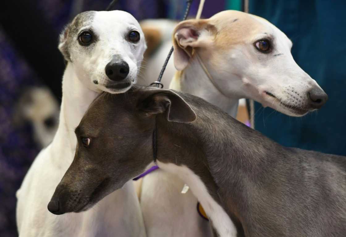 Whippets are among the dogs expected to live the longest, according to a new study Whippets are among the dogs expected to live the longest, according to a new study