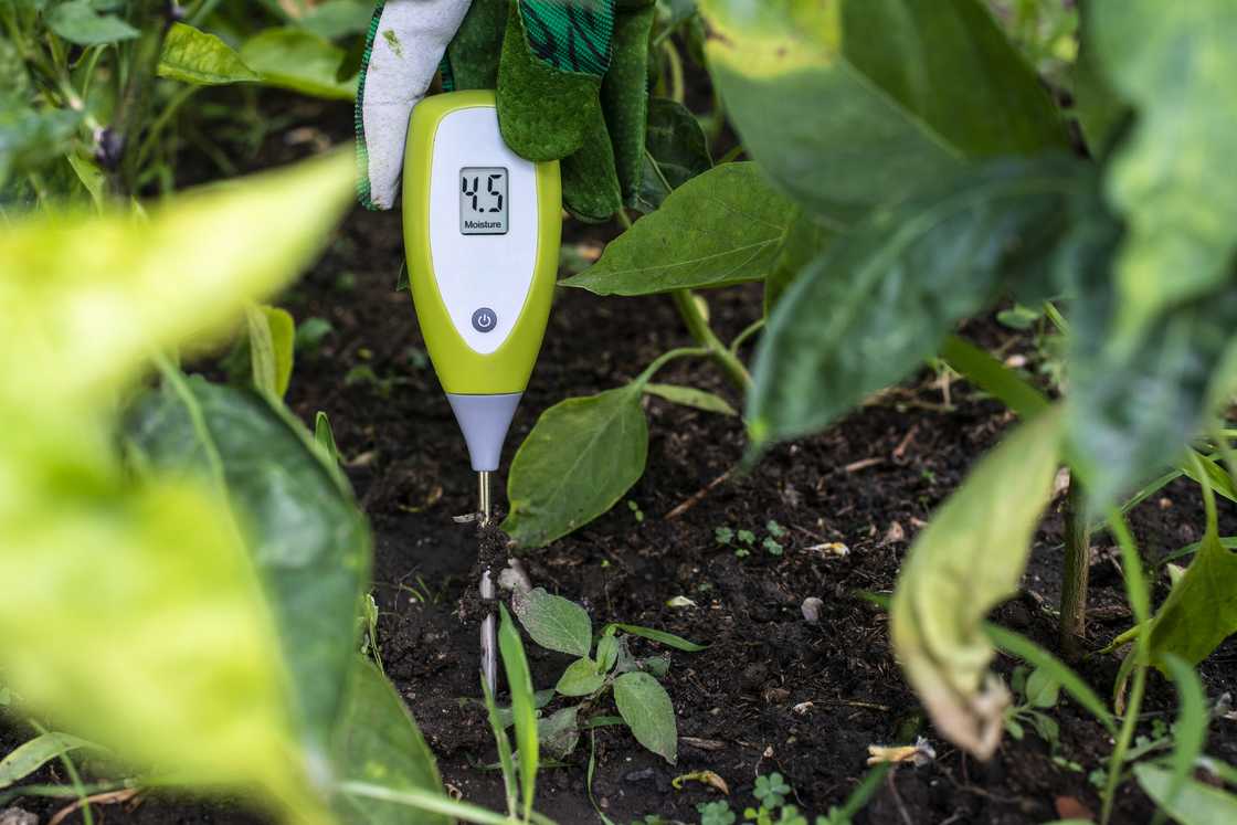 Soil moisture metre Soil moisture metre