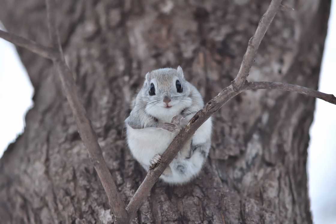 Ezo flying squirrel is leaning against a giant tree Ezo flying squirrel is leaning against a giant tree