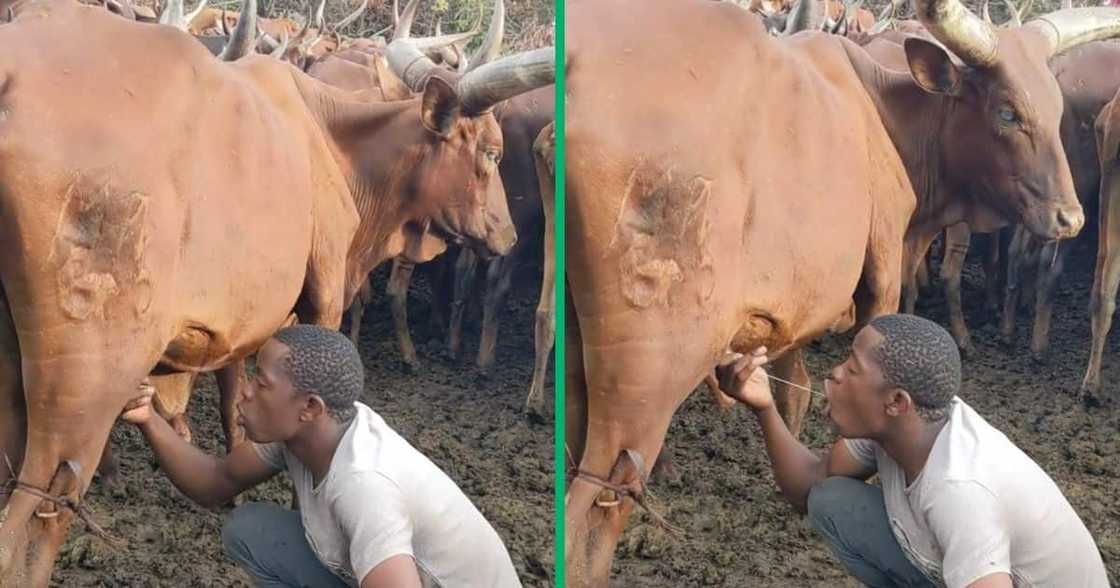 A man was recorded drinking milk from a cow