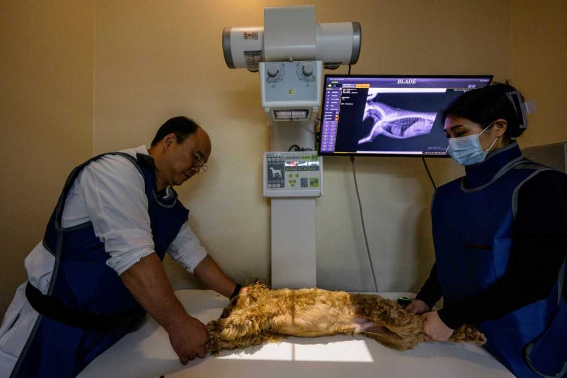 Oh I-se (L), veterinarian and CEO of Sky Animal Medical Group, X-rays Mozzi with an assistant before using the 'X Caliber' software to help pinpoint abnormalities