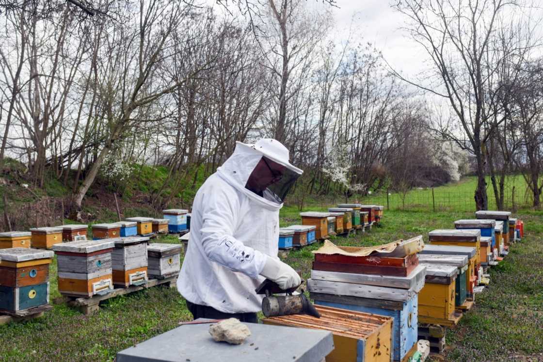 Petroski has for 13 years spent his free time caring for 120 beehives Petroski has for 13 years spent his free time caring for 120 beehives