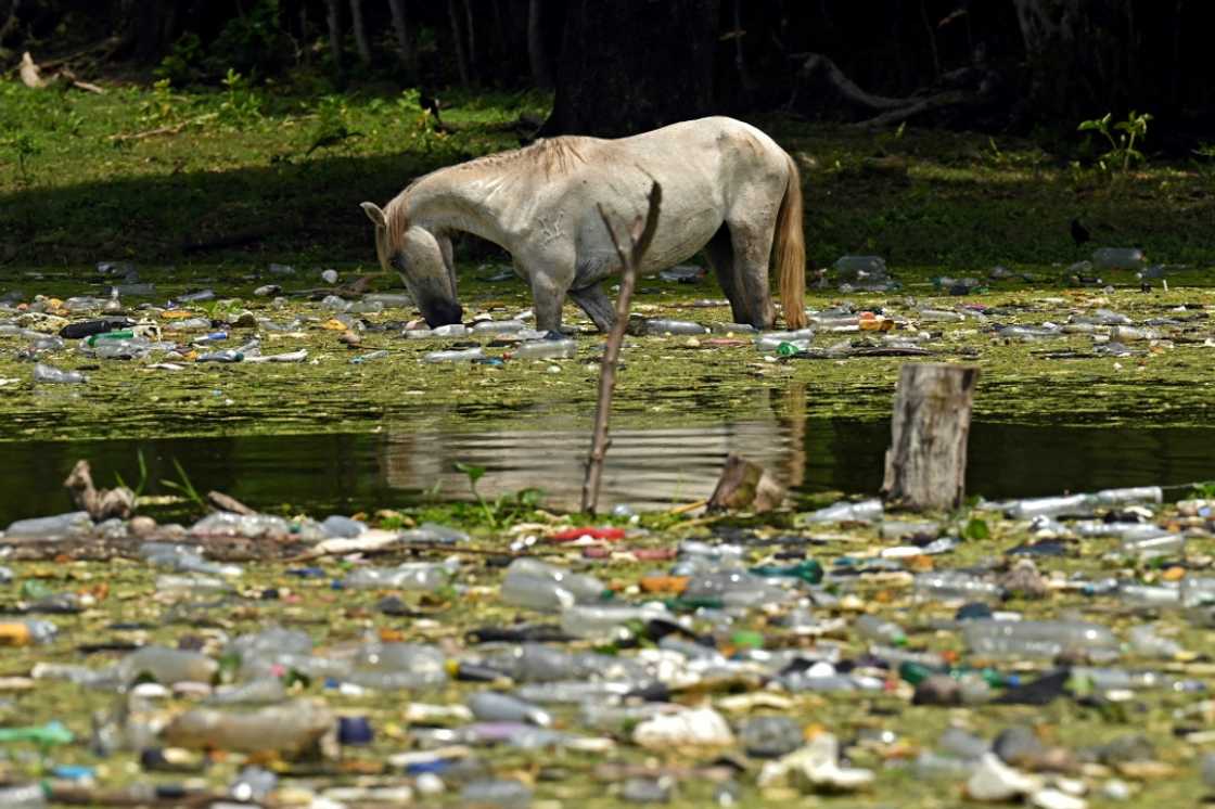 A horse surrounded by plastic waste drinks water in the Cerron Grande reservoir in Potonico, El Salvador A horse surrounded by plastic waste drinks water in the Cerron Grande reservoir in Potonico, El Salvador