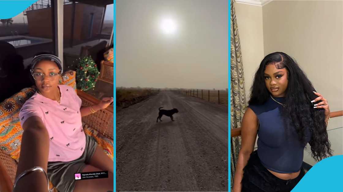 Farida Mahama, social media, John Mahama, elections, online, Ghanaians, dogs, viral, president Farida Mahama, social media, John Mahama, elections, online, Ghanaians, dogs, viral, president