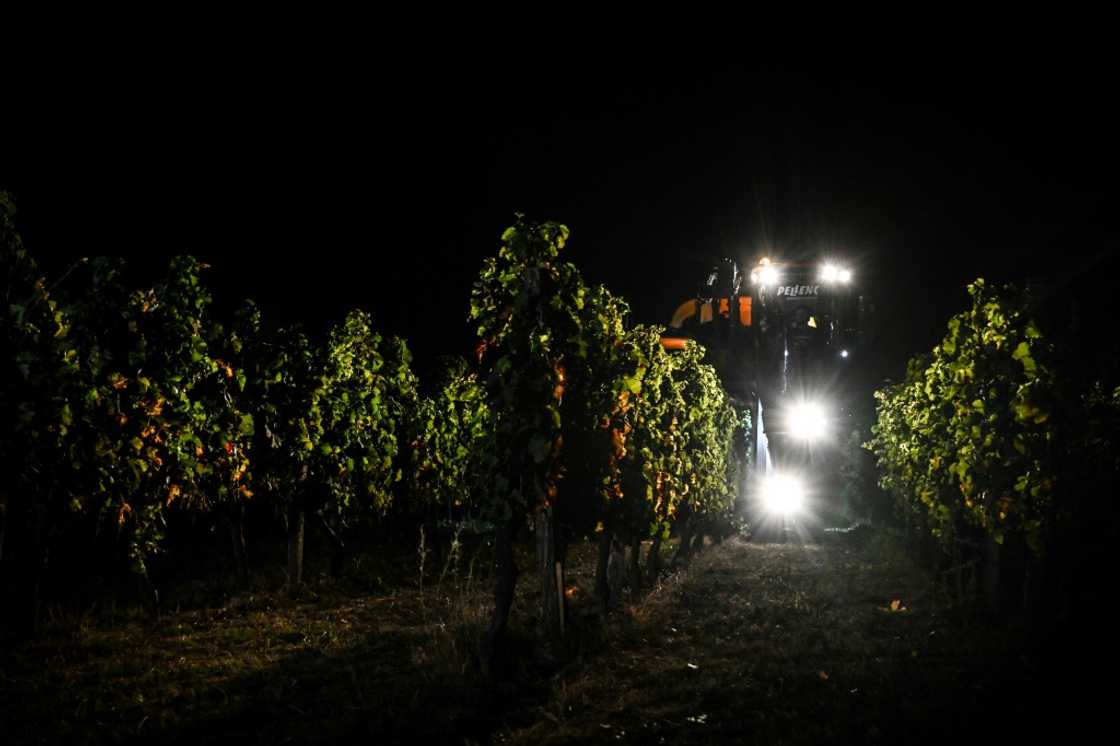 Harvesting grapes at night is becoming more common in Bordeaux due to climate change Harvesting grapes at night is becoming more common in Bordeaux due to climate change