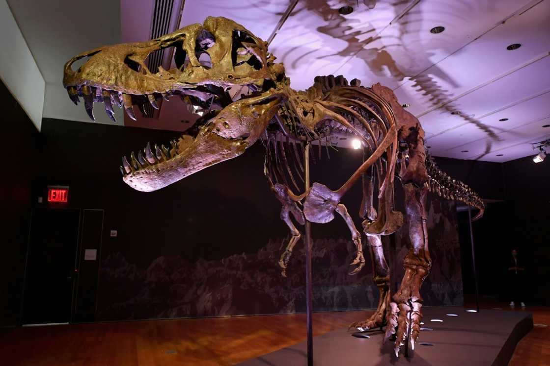 The T-rex skeleton 'Stan' is seen on display in New York City in 2020 The T-rex skeleton 'Stan' is seen on display in New York City in 2020