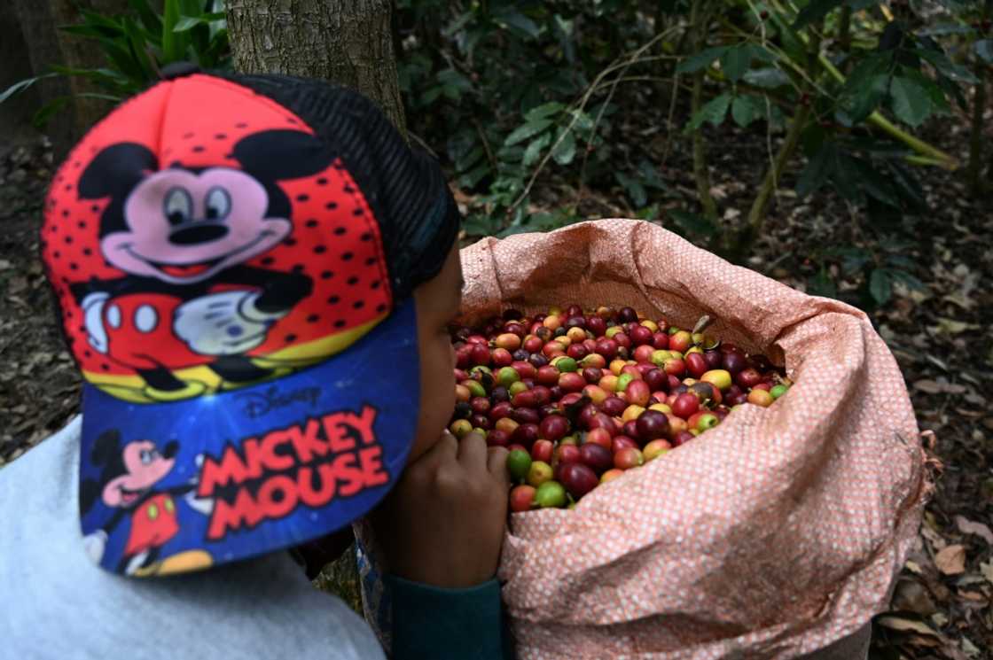 Coffee pickers earn cents for every kilo harvested Coffee pickers earn cents for every kilo harvested