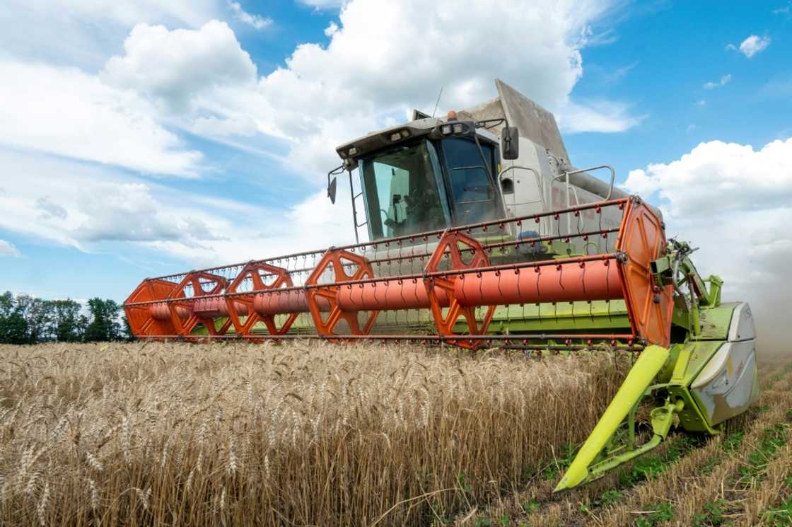 Farmers harvest a wheat field in the Ukrainian Kharkiv region on July 19, 2022, amid Russian invasion of Ukraine