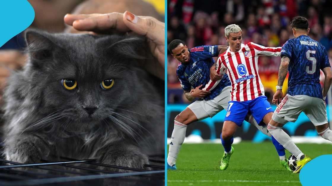 Arsenal vs Atletico, Nimbus Pronos, UEFA Champions League, UCL semi-final second leg, Champions League semi-final, Arsenal vs Atlético Madrid, Nimbus Pronos predictions, UCL predictions 2026, Mikel Arteta, Diego Simeone, Champions League final.