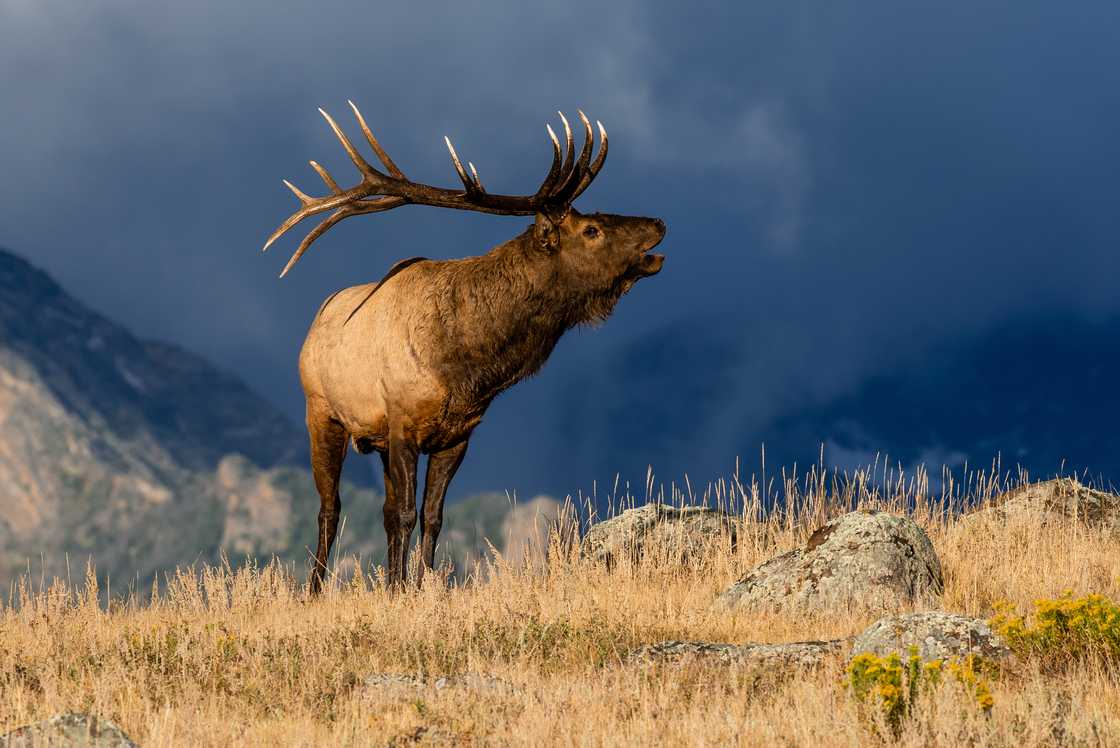 Elk is seen at Moraine Park in Rocky Mountain National Park Elk is seen at Moraine Park in Rocky Mountain National Park