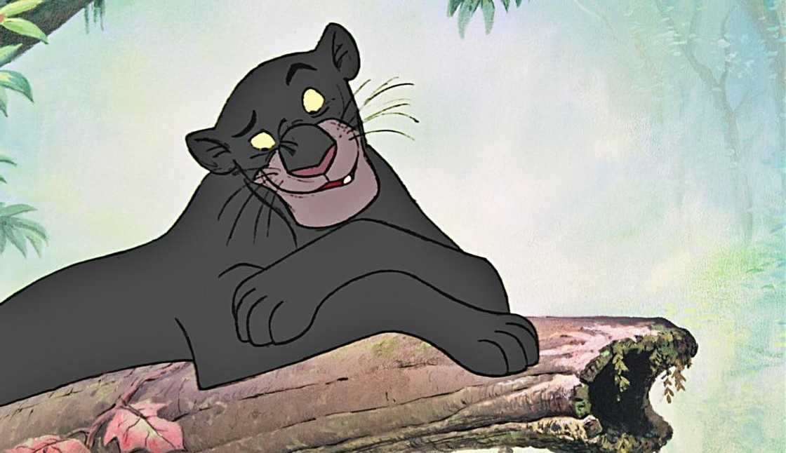 Bagheera is sitting on a rock Bagheera is sitting on a rock