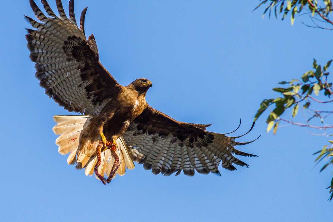 Red-tailed hawk with a kingsnake Red-tailed hawk with a kingsnake