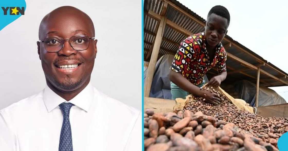 Dr Cassiel Ato Forson, Finance Minister, Cocoa farmer, new producer price, President John Mahama. Dr Cassiel Ato Forson, Finance Minister, Cocoa farmer, new producer price, President John Mahama.
