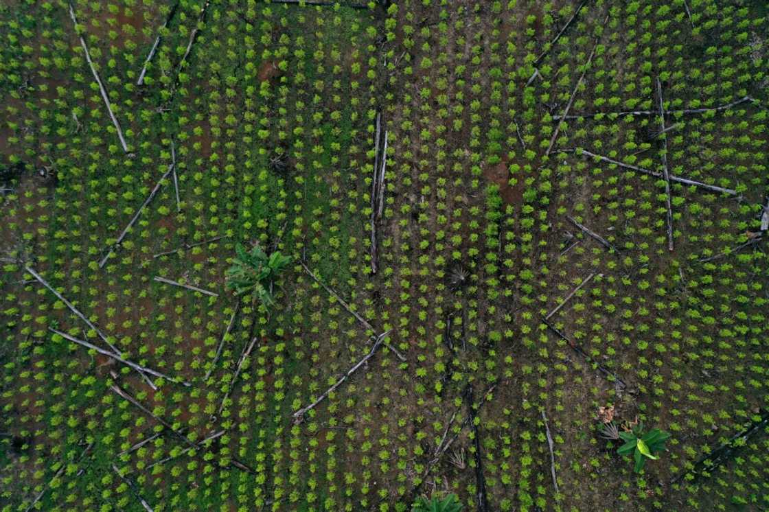 An aerial view of a coca field and remains of deforested trees in Guaviare department, Colombia in November 2021: experts say the outgoing conservative government to reduce deforestation 'failed' An aerial view of a coca field and remains of deforested trees in Guaviare department, Colombia in November 2021: experts say the outgoing conservative government to reduce deforestation 'failed'