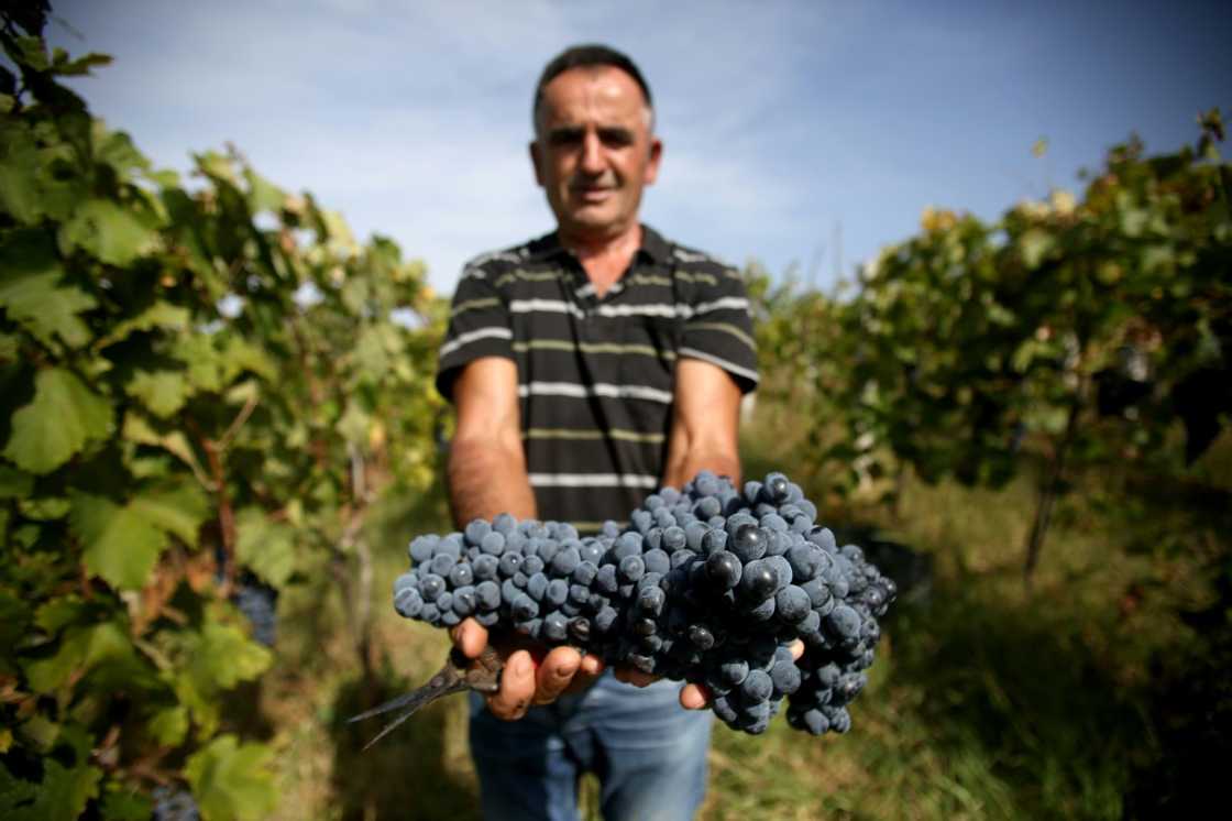 Winemaker Zef Ndoji poses with grapes of the native "Shesh i Zi" or Black Shesh variety Winemaker Zef Ndoji poses with grapes of the native "Shesh i Zi" or Black Shesh variety